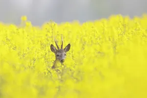 Ungulaten: Roe Deer buck rape