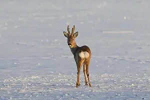 100119: Roe Deer - buck in snow - Germany