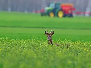 Tractors: Roe Deer - buck at spring time