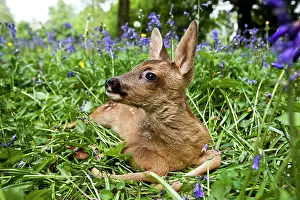 Herbivorous: Roe Deer (capreolus capreolus), Fawn laying in Flowers