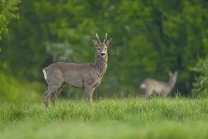 Blurred: Roe deer (Capreolus capreolus)