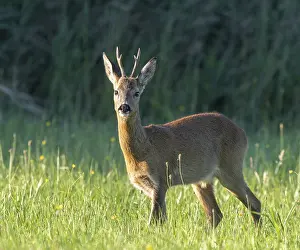 Buck: Roe deer (Capreolus capreolus)