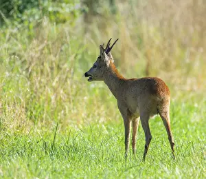 Buck: Roe deer (Capreolus capreolus)