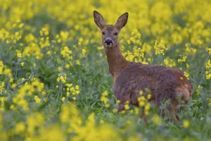 Blooming: Roe deer (Capreolus capreolus)