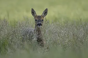 Grain: Roe deer (Capreolus capreolus) adult female doe animal in a farmland cereal field in summer
