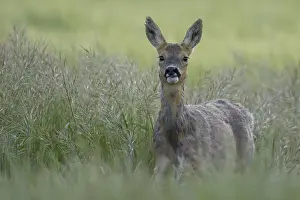 Grain: Roe deer (Capreolus capreolus) adult female doe animal in a farmland cereal field in summer