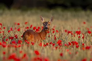 Grain: Roe deer (Capreolus capreolus) adult female doe in a farmland cereal crop in the summer with red poppy flowers