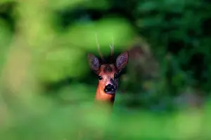 Cervid: Roe deer (Capreolus capreolus) buck through the