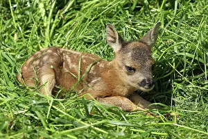 Days: Roe deer (Capreolus capreolus) few days old fawn
