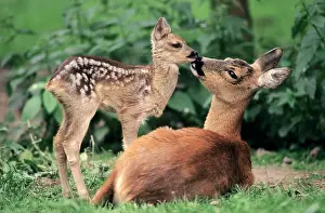 Sniff: Roe Deer (Capreolus capreolus), doe with fawn, North