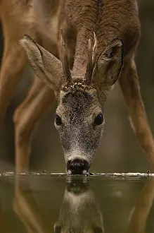 Huesca: Roe deer (Capreolus capreolus) drinking in a pond