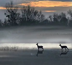 Mystery: Roe deer (Capreolus capreolus) in the early morning
