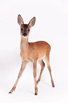 Fawns: Roe Deer (Capreolus capreolus), fawn, captive