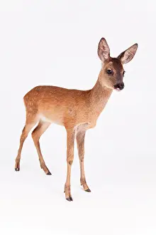 Capreolinae: Roe Deer (Capreolus capreolus), fawn, side view