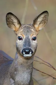 200722: Roe Deer (Capreolus capreolus), female, portrait