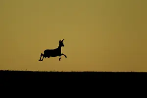 Silhouettes: Roe deer (Capreolus capreolus) jumping at sunset