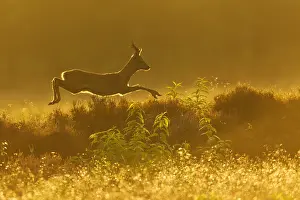 Hoofed: Roe Deer (Capreolus capreolus) male through a f