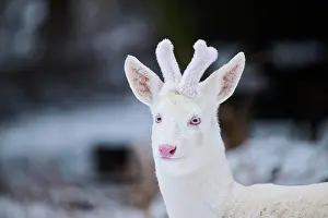 Morph: Roe deer (Capreolus capreolus) portrait, albino
