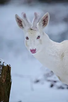 Morph: Roe deer (Capreolus capreolus) portrait, albino