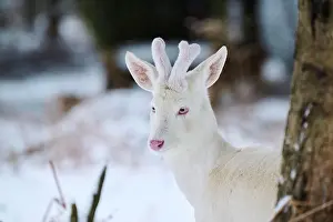 Morph: Roe deer (Capreolus capreolus) portrait, albino