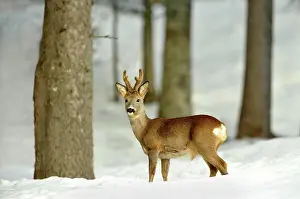 Sidewards: Roe Deer (Capreolus capreolus) in snowy woods, Tyrol
