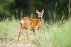 Buck: Roe deer (Capreolus capreolus) standing on a meadow in summer