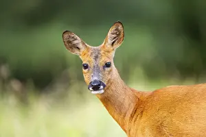 Section: Roe deer (Capreolus capreolus) standing on a meadow in summer