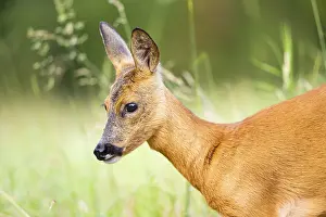 Section: Roe deer (Capreolus capreolus) standing on a meadow in summer