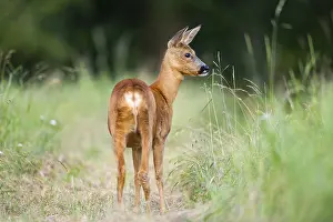 Buck: Roe deer (Capreolus capreolus) standing on a meadow in summer