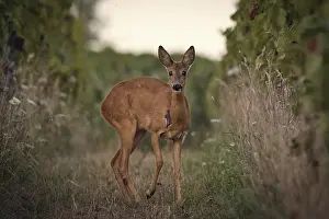 Vine: Roe deer (Capreolus capreolus) standing in a vineyard