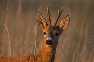 Buck: Roe deer (Capreolus capreoous) Buck Germany
Roe deer (Capreolus capreous) Buck Germany