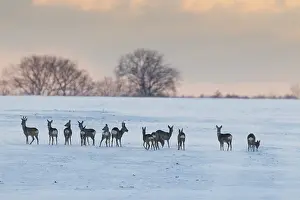 040219: Roe Deer - deers in snow - Germany