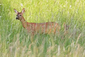 Hinds: Roe Deer - doe with fawn in grass wilderness