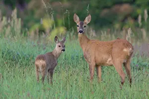 160517: Roe Deer doe with fawn Sweden