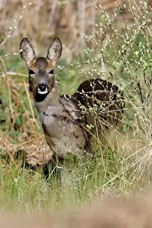 Catkin: Roe Deer - Doe feeding on willow catkins