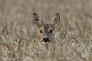 160517: Roe Deer doe in grainfield, summer Skane, Sweden