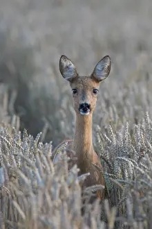 160517: Roe Deer doe in grainfield, summer Skane, Sweden