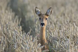 160517: Roe Deer doe in grainfield, summer Skane, Sweden