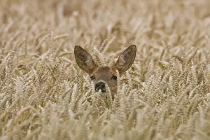 160517: Roe Deer doe in grainfield, summer Skane, Sweden
