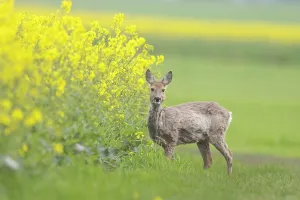 Ruminant: Roe Deer doe rape