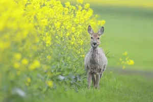 Ruminant: Roe Deer doe rape