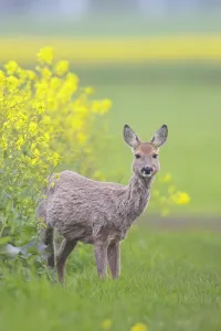 Ruminant: Roe Deer doe rape