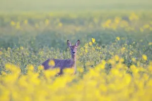 Ruminant: Roe Deer doe rape