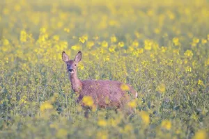 Ruminant: Roe Deer doe rape