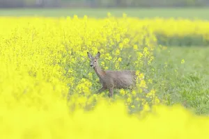 Ruminant: Roe Deer doe rape