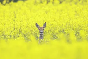 Ruminant: Roe Deer doe rape