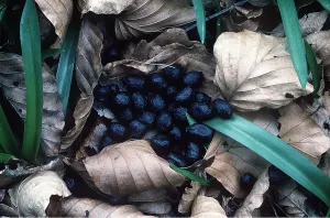 Faeces: ROE DEER - droppings