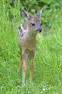 Fawns: Roe Deer fawn