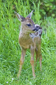 Fawns: Roe Deer fawn