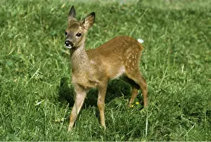 Fawns: ROE DEER - fawn